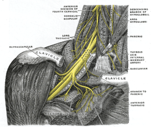 BrachialePlexus